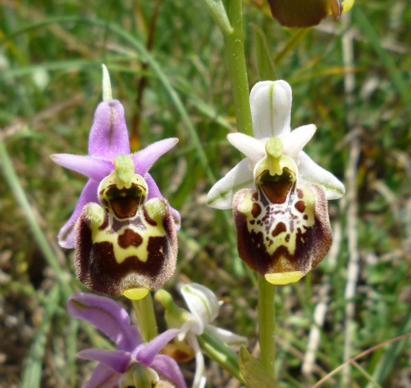 Ophrys (h.) dinarica variazioni